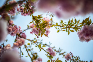 Cherry Blossoms, Cherry Blossoms,